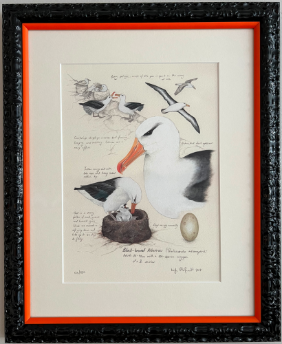 Informational poster of birds in a custom, textured frame.